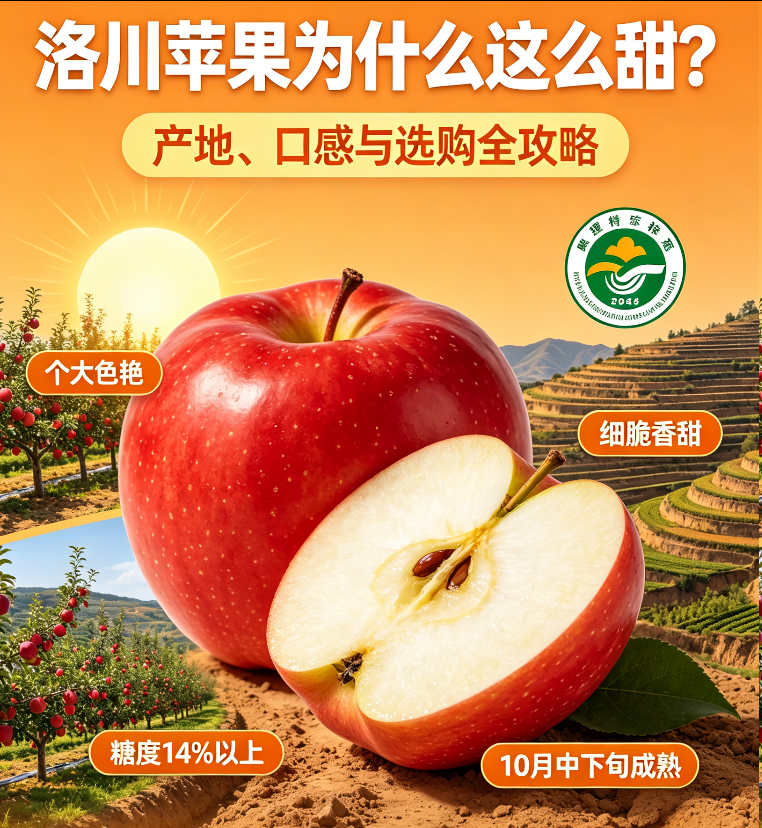 洛川苹果为什么这么甜?产地、口感与选购全攻略